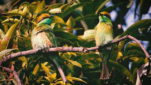 bee eater two green birds bird